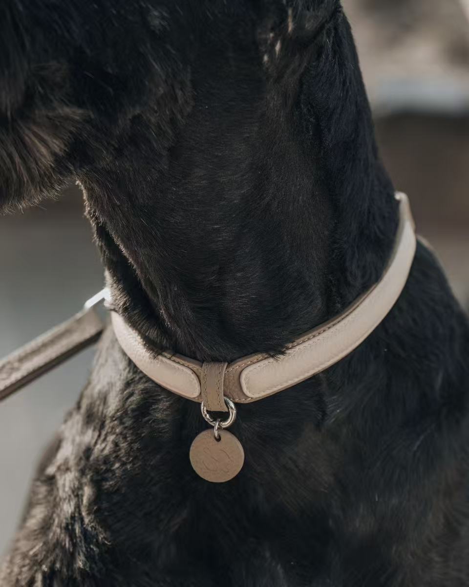 Gentle Fit Leather Dog Collar Set