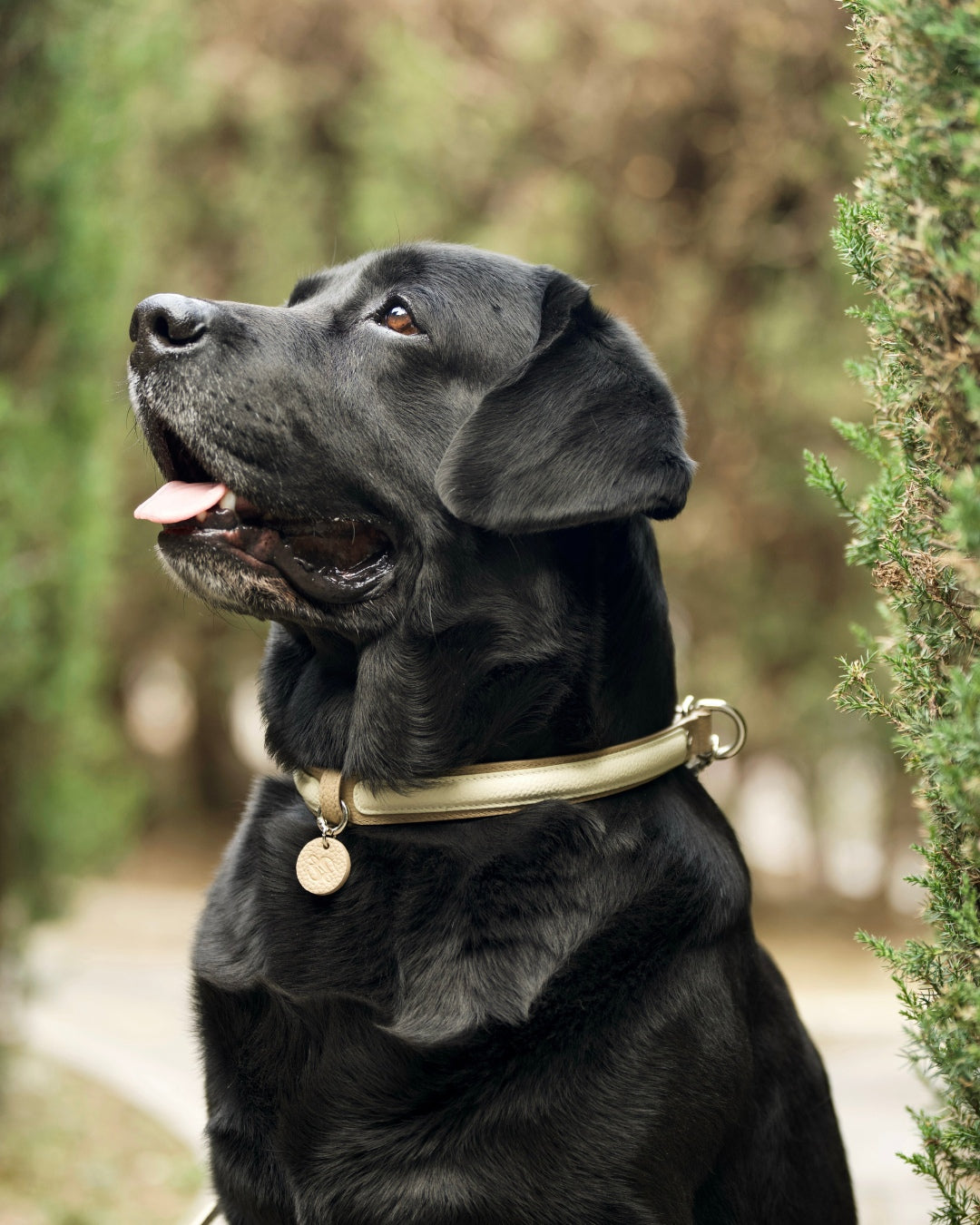 The elegant semi-P chain leather collar, made of premium-quality, soft, gentle, fur-friendly material, ensures all-day wear. Suitable for medium and large dogs.#color_Vanilla Taupe