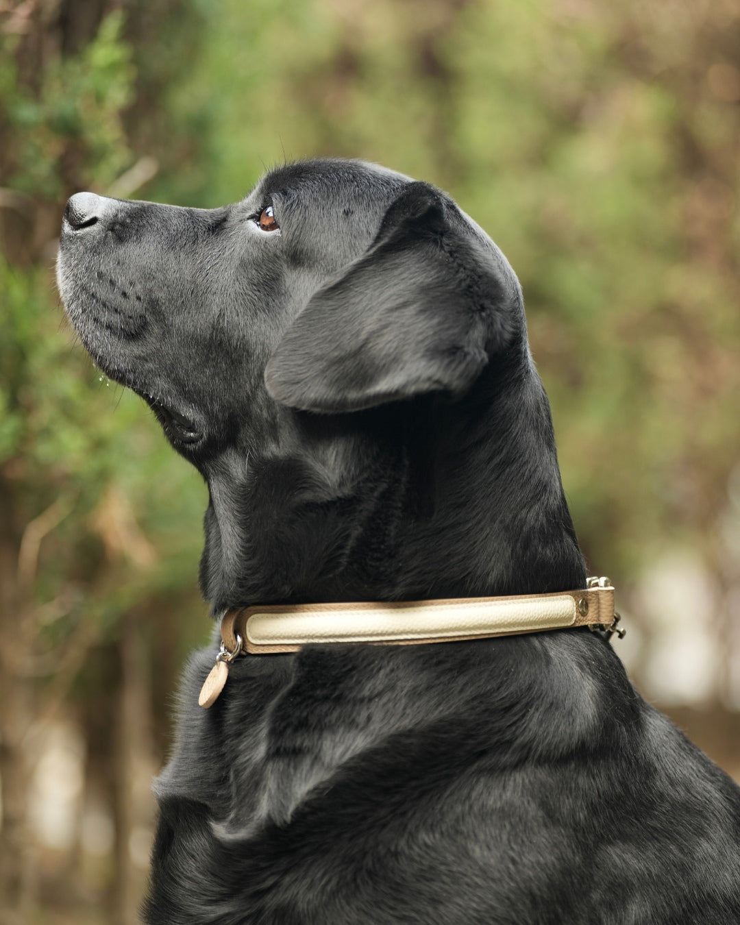 The elegant semi-P chain leather collar, made of premium-quality, soft, gentle, fur-friendly material, ensures all-day wear. Suitable for medium and large dogs.#color_Vanilla Taupe