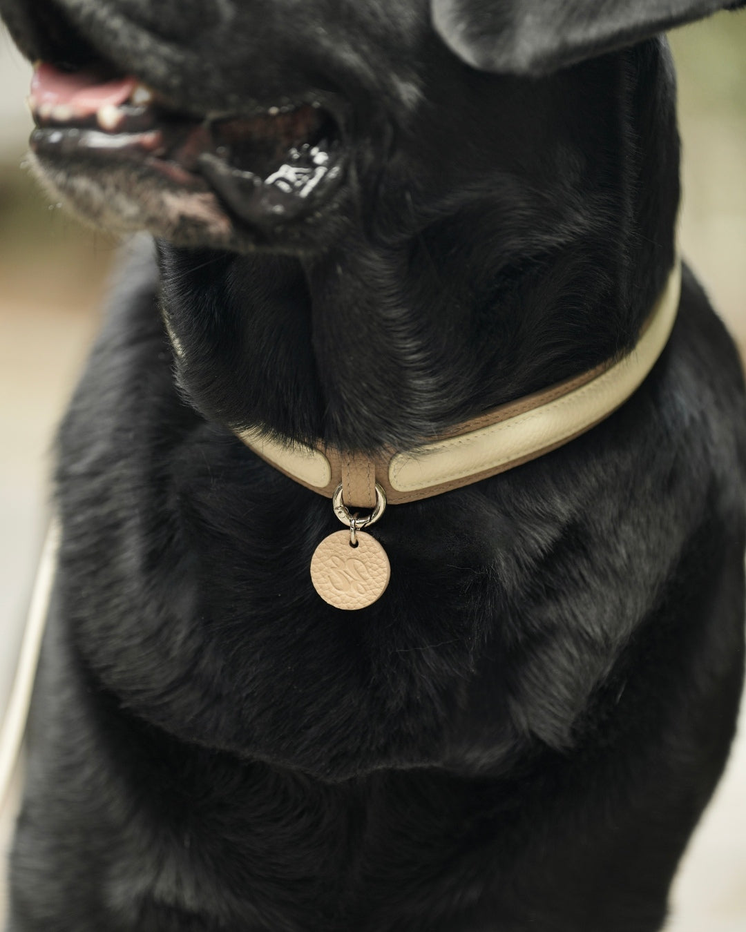 The elegant semi-P chain leather collar, made of premium-quality, soft, gentle, fur-friendly material, ensures all-day wear. Suitable for medium and large dogs.#color_Vanilla Taupe