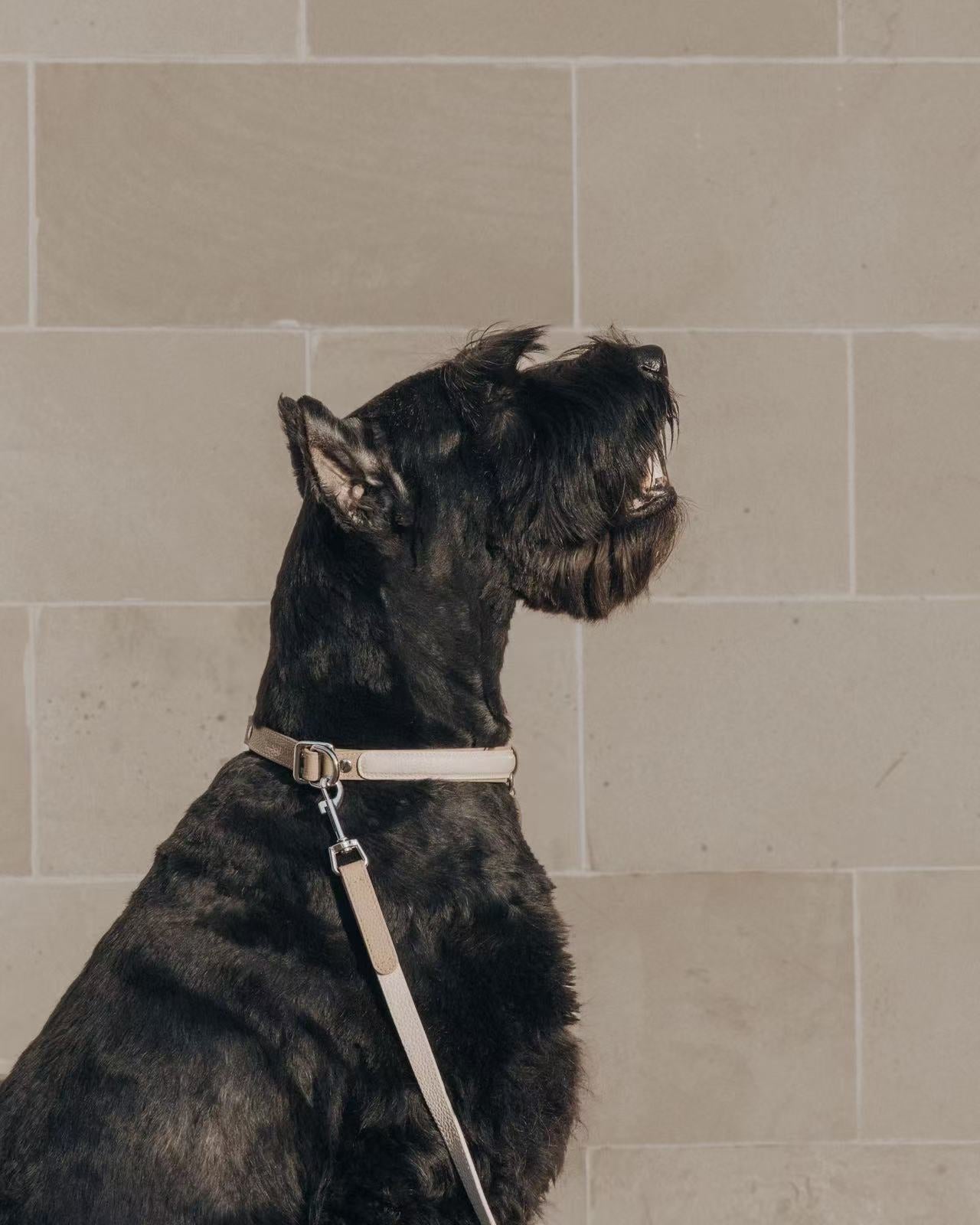 Gentle Fit Leather Dog Collar Set