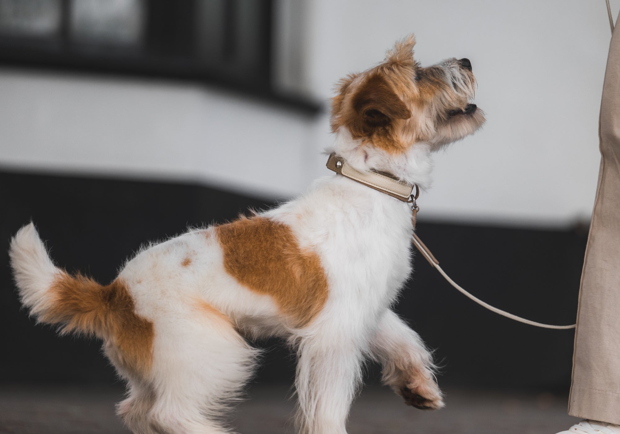 Soft leather dog collar and leash worn during a calm, everyday walk, showing how the design settles naturally into daily routines without distraction.