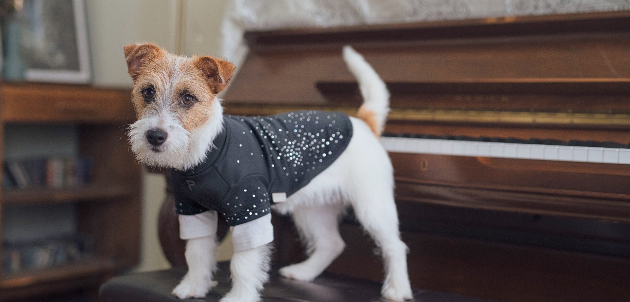 Jack Russell Terrier wearing a soft dog crewneck with subtle rhinestone detail.#color_Charcoal Grey