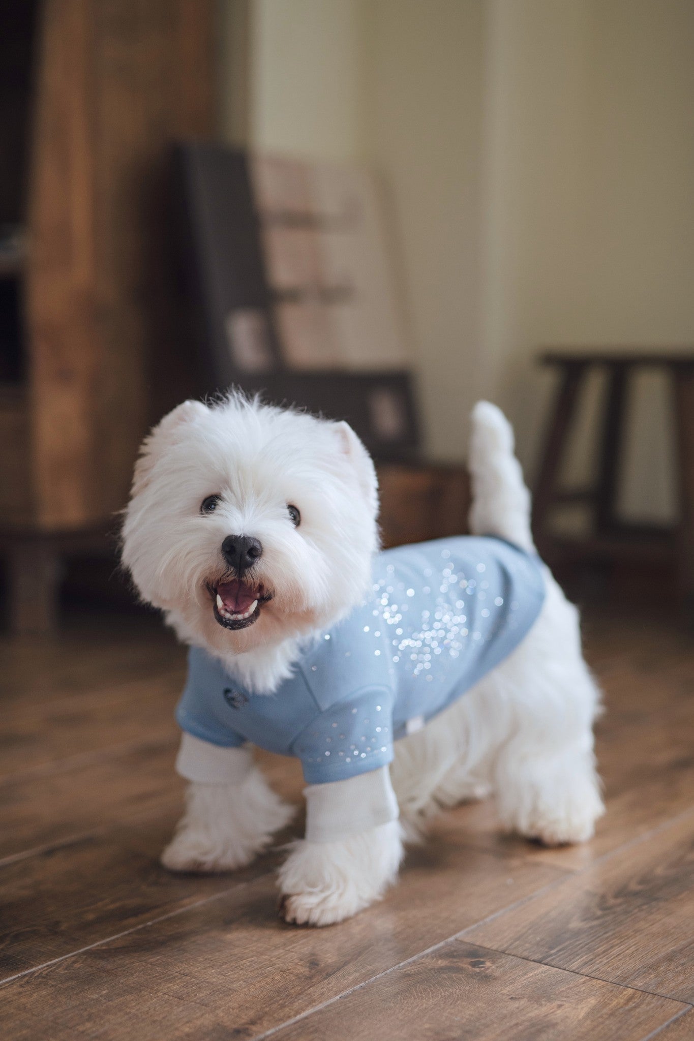 Luxury California-born dog sweatshirts, combine casual comfort with a stylish look, fit for various small dogs. Shop the best everyday pet crewneck now!"#color_Airy Blue