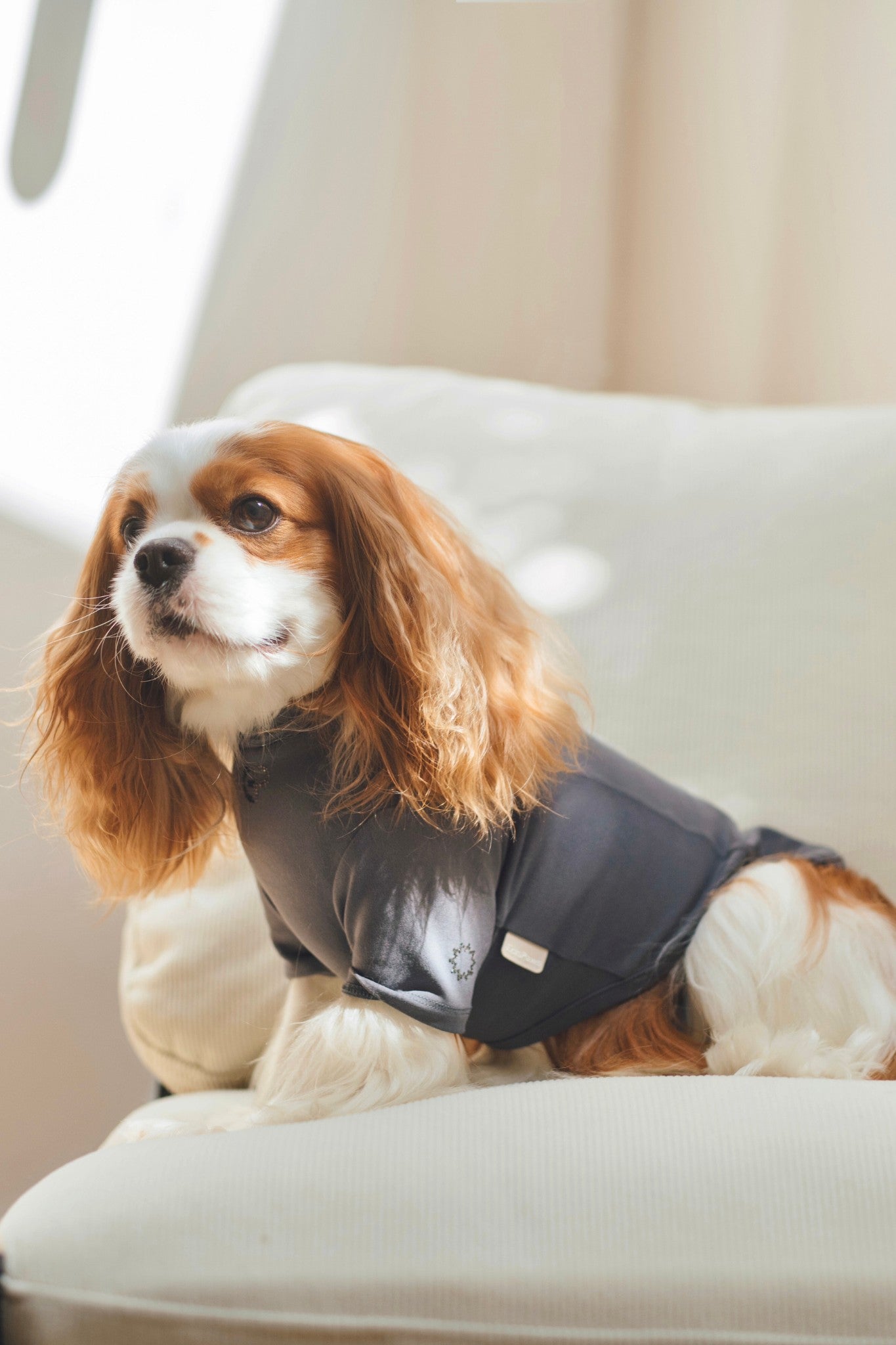 Luxury dog t-shirts that combine comfort, style, and breathable, fit for various dogs. Shop the best dog jersey to elevate your pet's wardrobe!#color_Onyx Grey