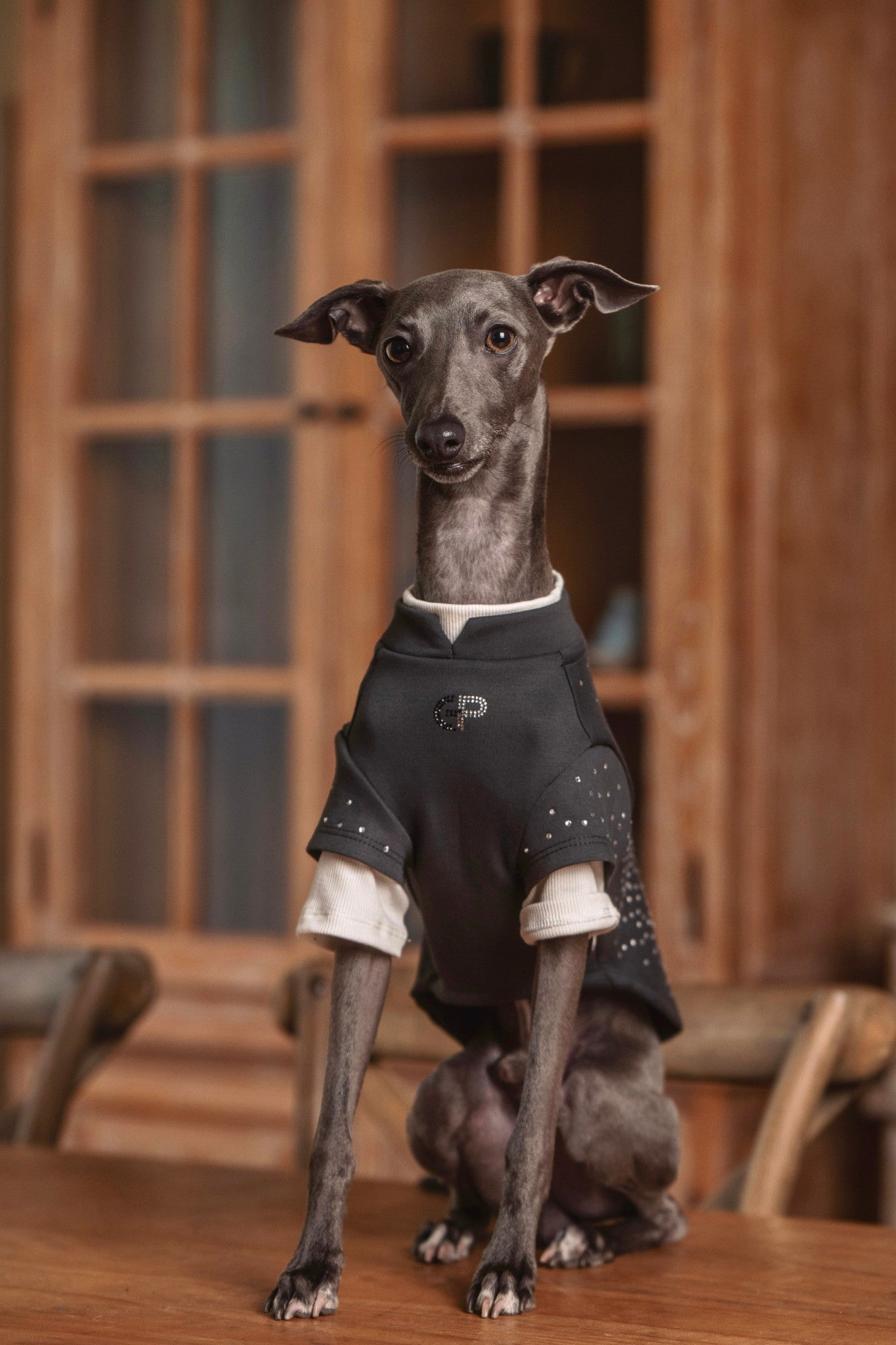 Luxury California-born dog crewneck, combine casual comfort with a stylish look, fit for various small dogs. Shop the best everyday pet crewneck now!#color_Charcoal Grey