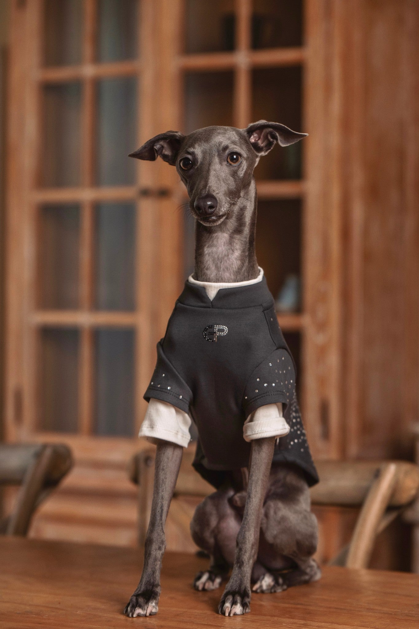Subtle Crewneck paired with a leather collar for everyday ease — EonPaws.#color_Charcoal Grey