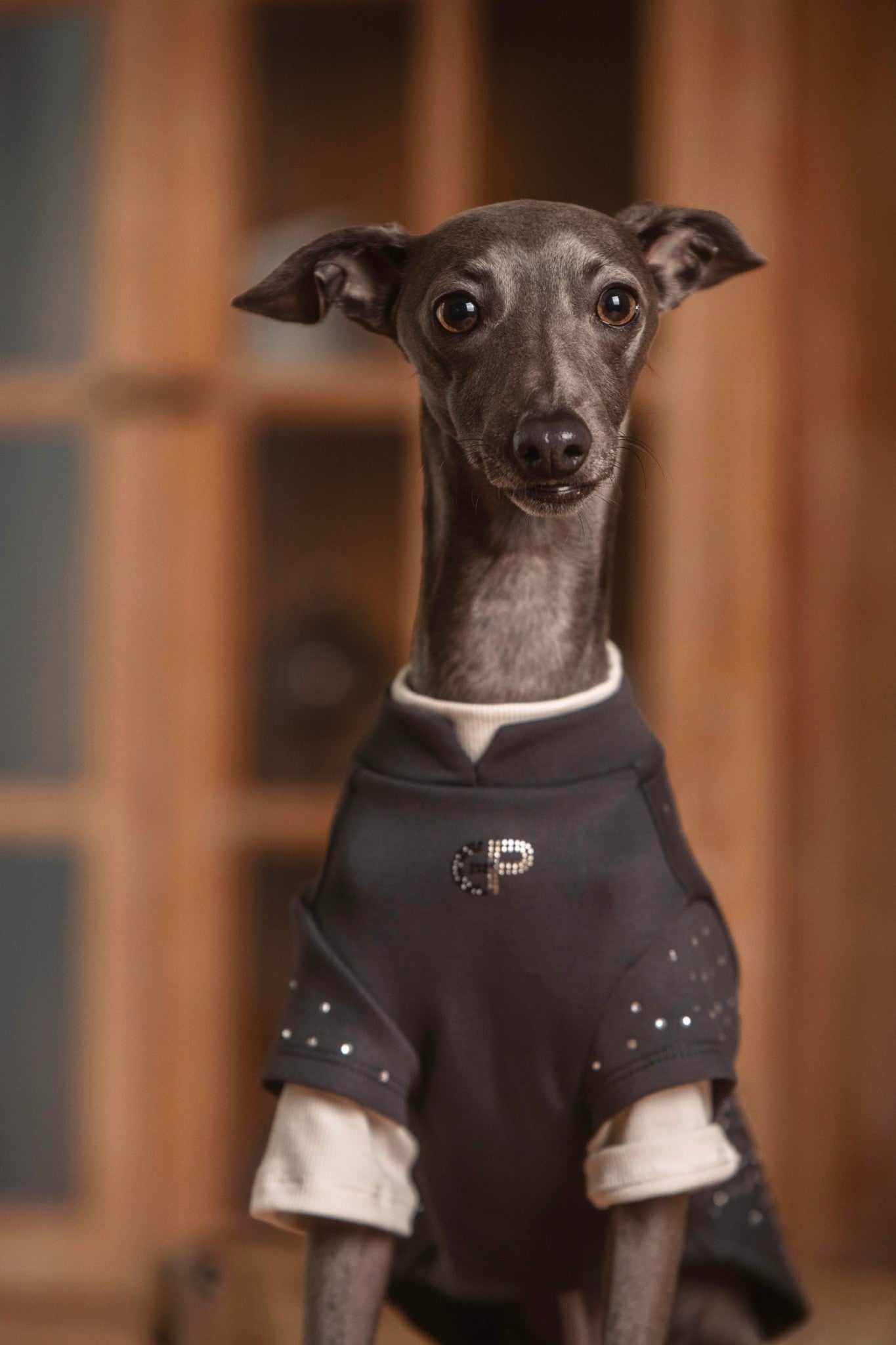 Dog wearing cozy crewneck, gentle soft and refined fit — EonPaws.#color_Charcoal Grey