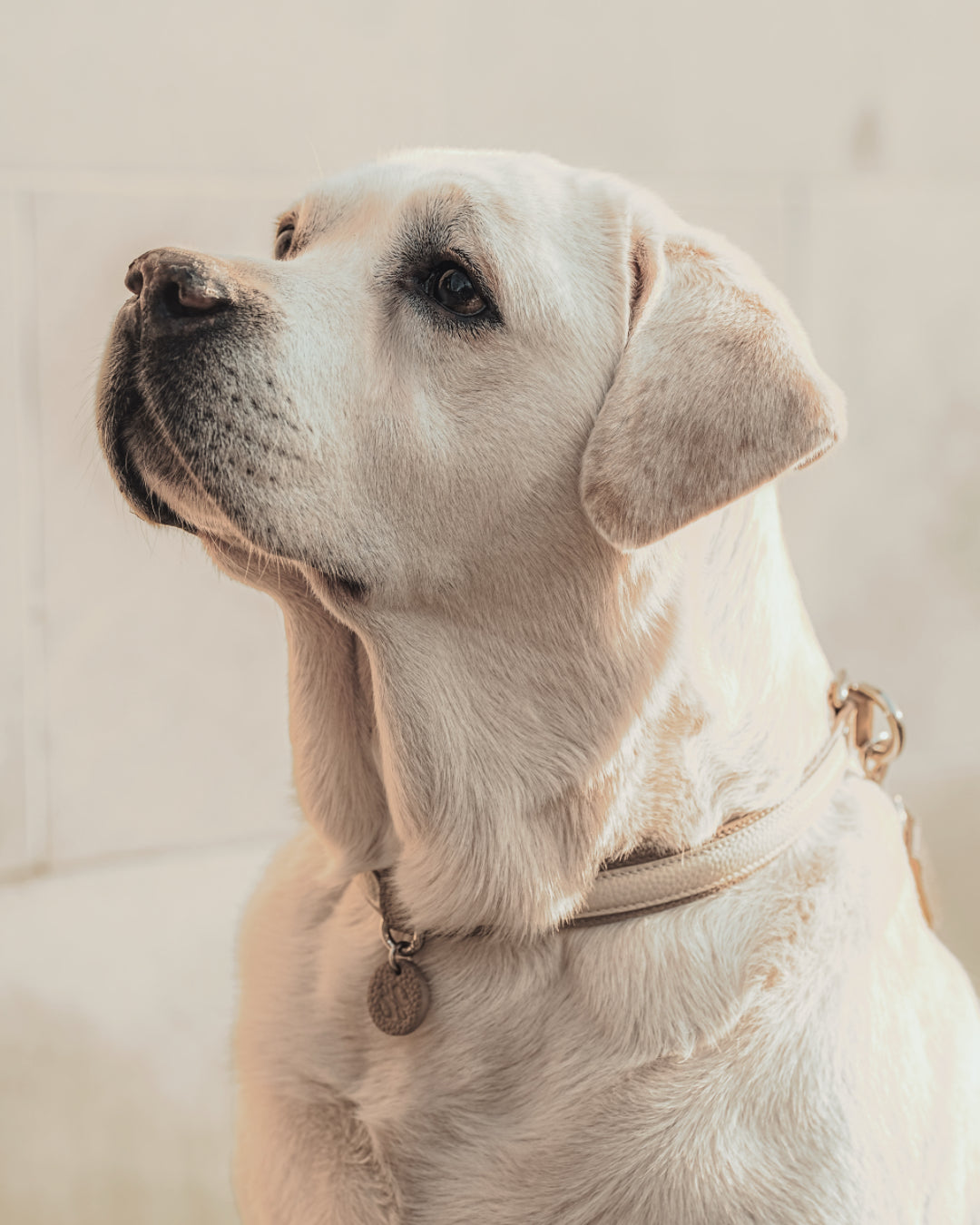 Creamy Labrador wearing a soft leather semi-P dog collar during a calm outdoor walk.#color_Vanilla Taupe