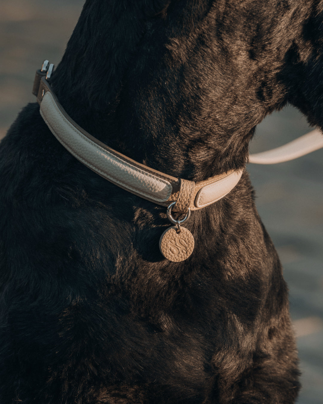 Gentle Fit Leather Dog Collar Set