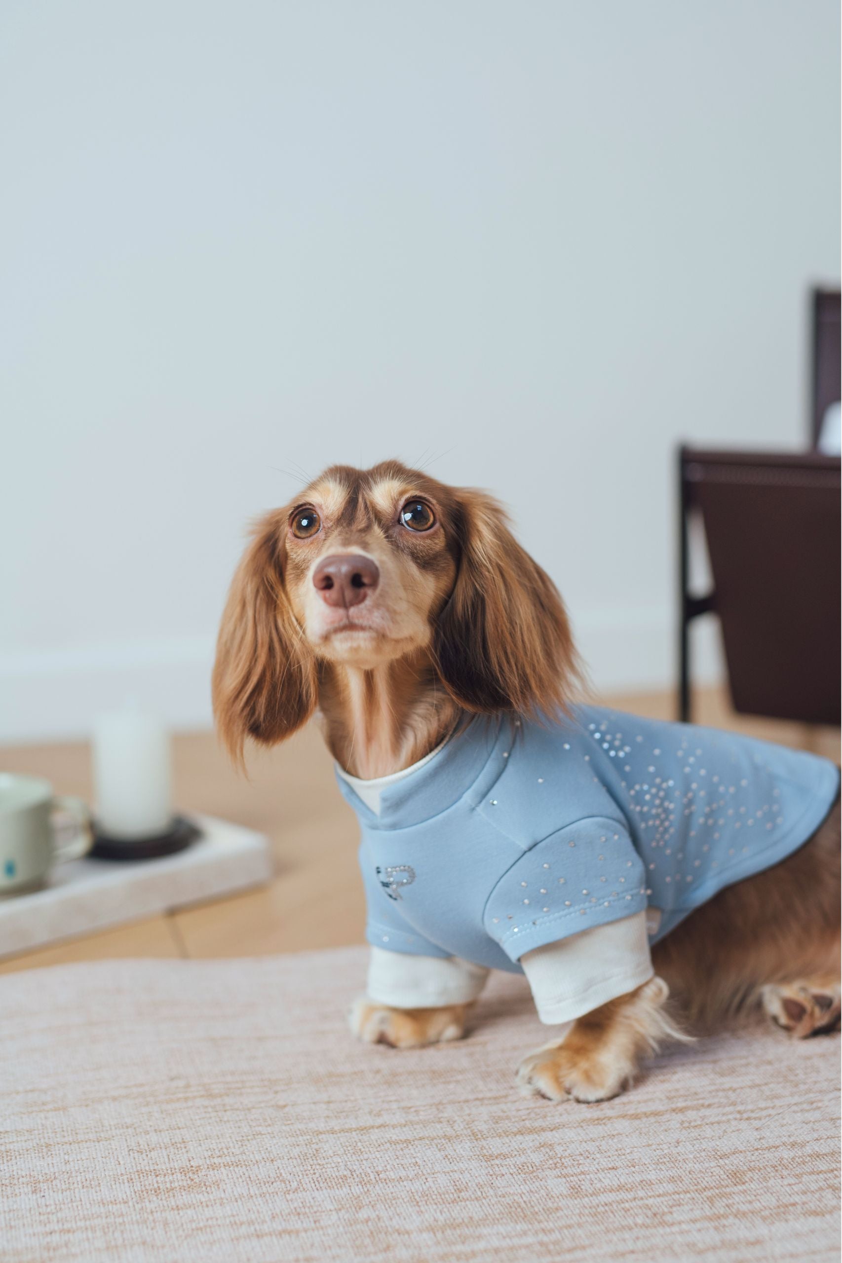 Luxury California-born dog sweatshirts, combine casual comfort with a stylish look, fit for various small dogs. Shop the best everyday pet sweatshirts now!"#color_Sky Blue