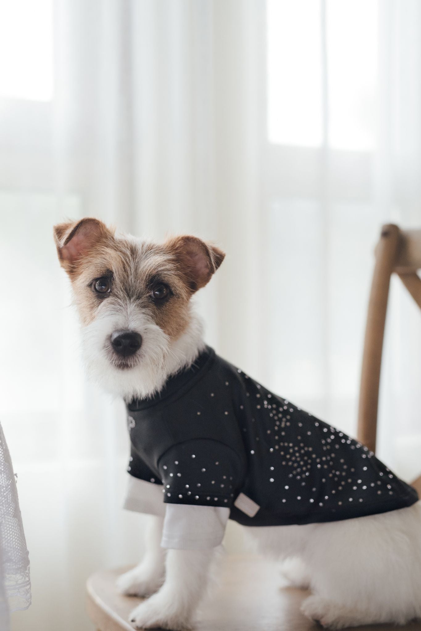 EonPaws Luxury Dog Clothes Handcrafted Sweatshirt