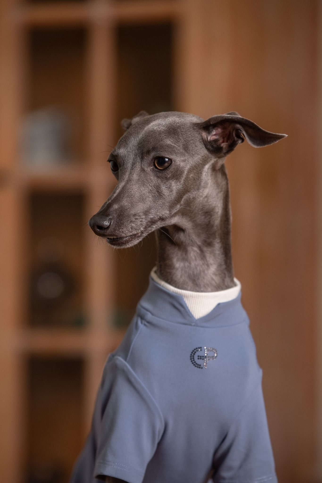 Luxury dog t-shirts that combine comfort, style, and breathable, fit for various dogs. Shop the best dog jersey to elevate your pet's wardrobe!#color_Purplish Blue