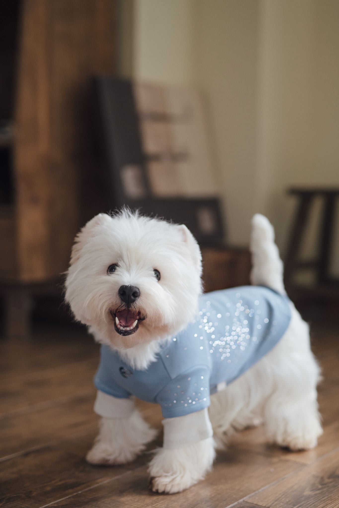 Luxury California-born dog sweatshirts, combine casual comfort with a stylish look, fit for various small dogs. Shop the best everyday pet sweatshirts now!"#color_Sky Blue