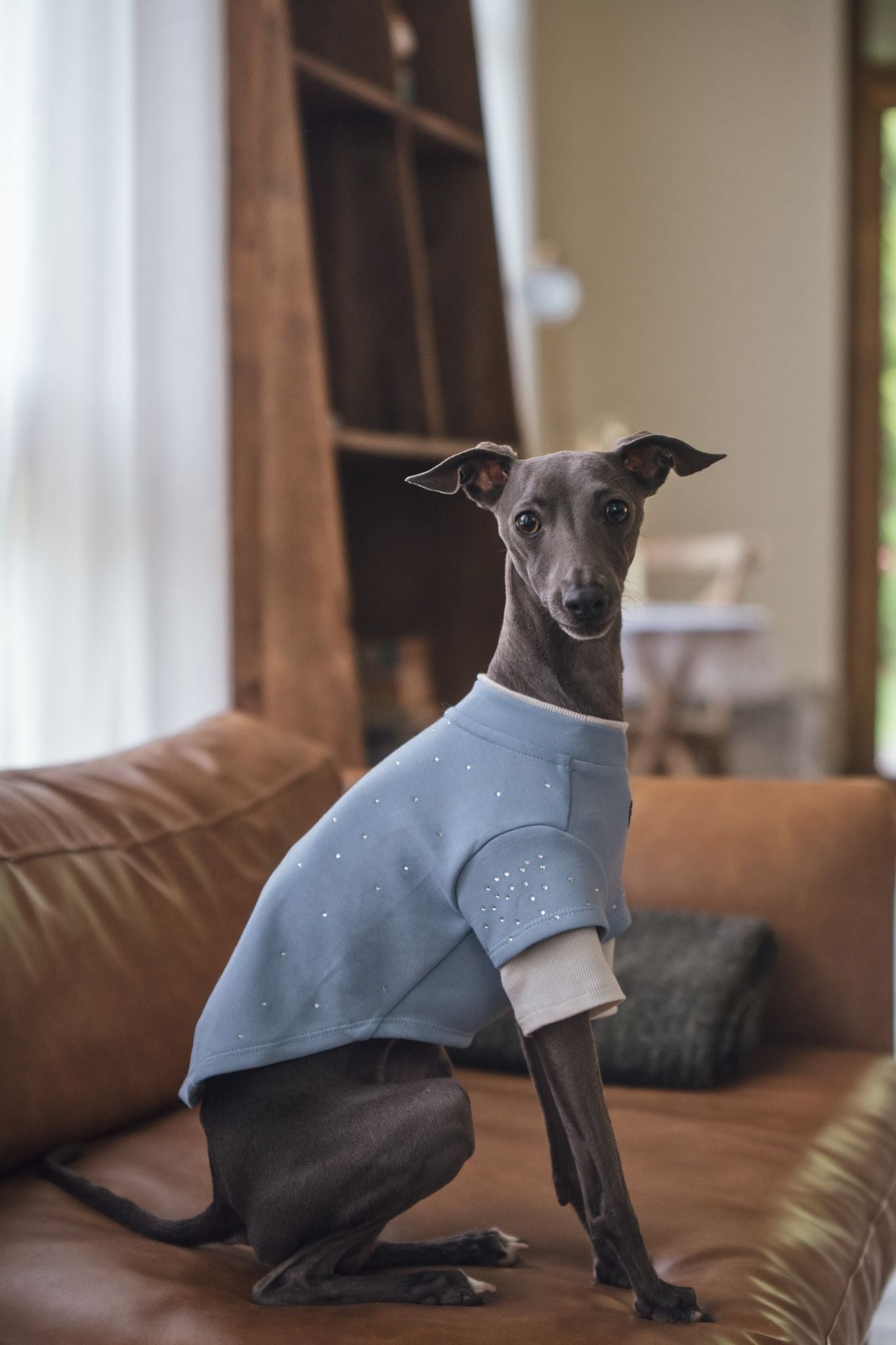 Luxury California-born dog sweatshirts, combine casual comfort with a stylish look, fit for various small dogs. Shop the best everyday pet sweatshirts now!"#color_Sky Blue